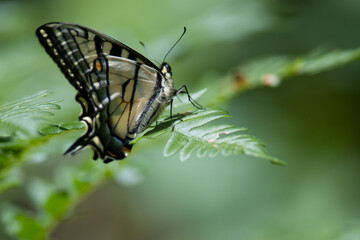 Eastern Tiger Swallowtail on a green frond of foliage
