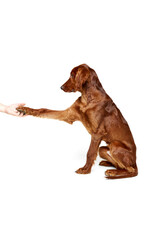 Beautiful, smart, purebred dog, Irish red setter sitting and giving pa, following command isolated...
