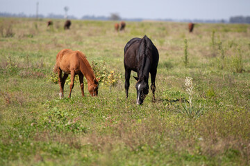 great and amazing horses of argentina