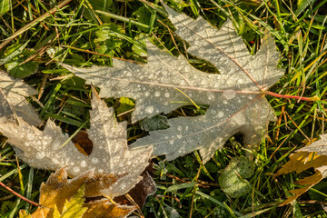 Frost on the green grass and leaves. Shallow depth of field.