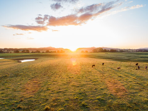 Aerial view of farm landscape with peaceful cattle grazing in paddock at sunset