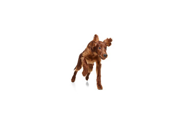 Adorable, purebred active dog, Irish red setter in motion, running isolated on white background. Concept of domestic animal, dogs, breed, beauty, vet, pet. Copy space for ad