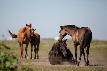 great and amazing horses of argentina