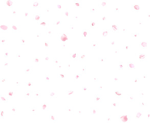 Realistic pink sakura petals.