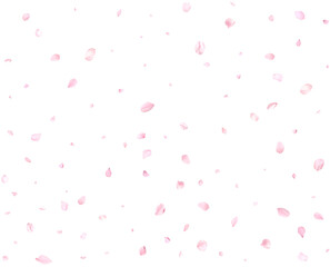 Realistic pink sakura petals.