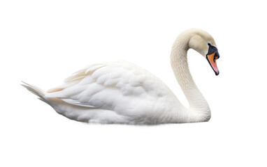 Swan Elegance on Transparent background