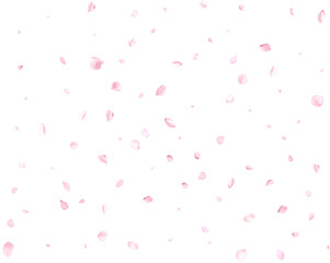 Realistic pink sakura petals. - obrazy, fototapety, plakaty