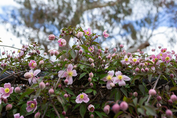 ornamental climbing plant with pink flowers starting to bloom