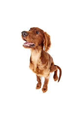 Fish eye effect. Beautiful purebred dog, Irish red setter sitting and looking with interest isolated on white background. Concept of domestic animal, dogs, breed, beauty, vet, pet. Copy space for ad