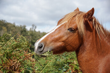 Obraz premium wild horse eating green ferns in open moorland. free roaming brown horse in the New Forest National Park, England 