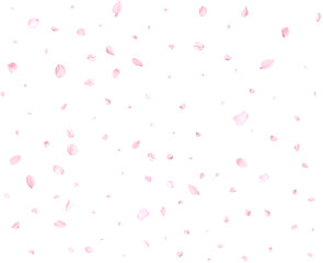 Fototapeta na wymiar Pink sakura petals.