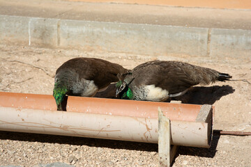 Female Peacock in a park in Spain