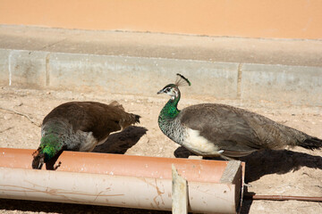 Female Peacock in a park in Spain