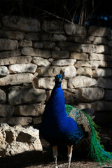 Male Peacock in a park in Spain