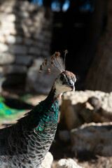 Female Peacocks in park in Spain