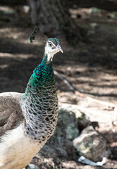 Female Peacocks in park in Spain
