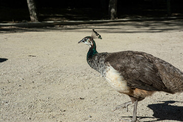 Female Peacocks in park in Spain