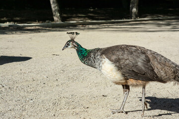 Female Peacocks in park in Spain