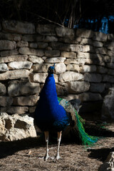Male Peacock in a park in Spain
