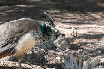Female Peacocks in park in Spain