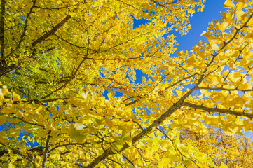 大野高校の銀杏色付く