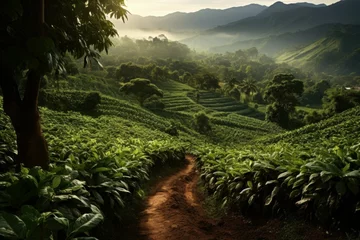 Picturesque Coffee plantation sunset. Seed hill. Generate Ai © juliars