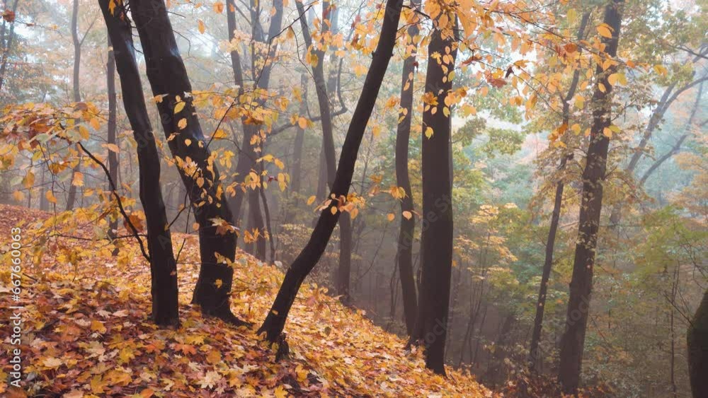 Canvas Prints falling leaves in the autumn park. tranqil nature relaxation footage