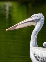 Close up of a Dalmatian Pelican