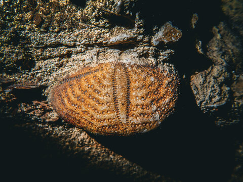 Fossil sea biscuit embedded underwater in the flooded underground cavern at Devil's Den, Williston Florida