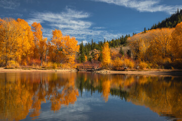 Colorado season change with aspen and elm color change in the Rocky Mountains. The variety of colors make it a beautiful background.