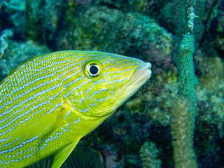 Grunzer am Riff von Bonaire