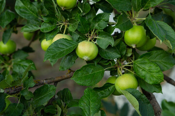 Green apple fruits on tree branches food outdoor