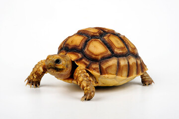 Spornschildkröte // African spurred tortoise (Centrochelys sulcata) 