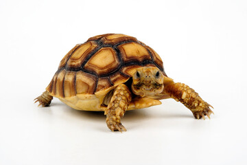 Obraz premium Spornschildkröte // African spurred tortoise (Centrochelys sulcata) 