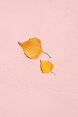 Two yellow birch leaves on a pink cement wall. Abstract background in minimalism style