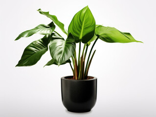Philodendron Studio Shot Isolated on Clear Background, Generative AI