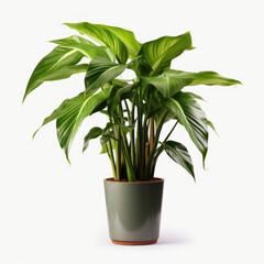 Philodendron Studio Shot Isolated on Clear Background, Generative AI