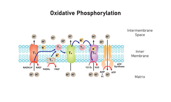 Electron Transport And Oxidative Phosphorylation Scientific Design. Vector Illustration.