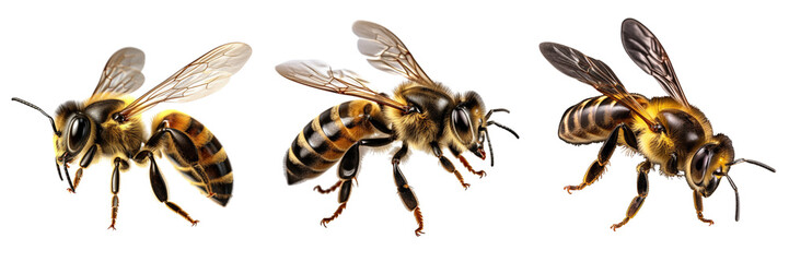 A stunning bee is flying, isolated on transparent background - obrazy, fototapety, plakaty