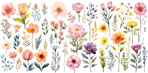 Set of beautiful Spring Flowers Clip Art ,Watercolor collection of hand drawn flowers , Botanical plant illustration transparent background, PNG