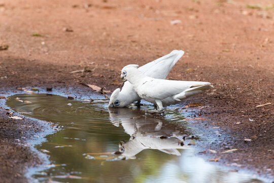 Corellas drinking from a puddle of water on a road