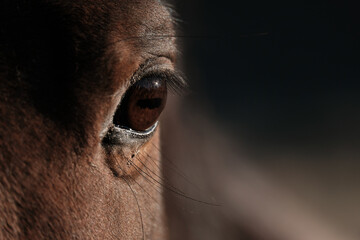 Left Eye of Bay Horse