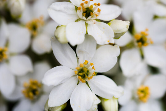 Mexican Orange Blosson Mock Orange flower