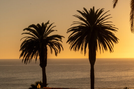 Palm Trees at golden hour in Southern California 