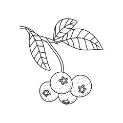 Hand drawn sketch black and white blueberry branch, fruit, leaf. Vector illustration. Elements in graphic style label, card, sticker, menu, package. Engraved style.