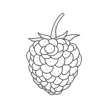 Raspberry hand drawn vector illustration. Raspberries sketch. Vector illustration isolated on white background