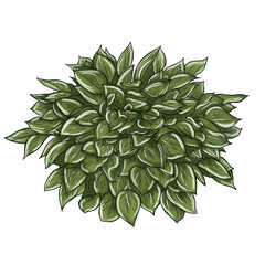 Dessin Hosta panaché