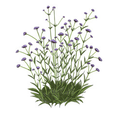 Dessin Verveine (Verbena bonariensis) 