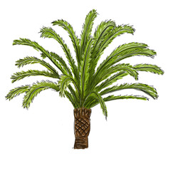 Dessin palmier (Phoenix canariensis)