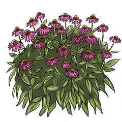Dessin Echinacea purpurea 